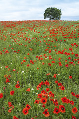 Red poppy's field with a view on the green tree and blue sky