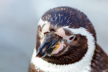 Portrait of a penguin