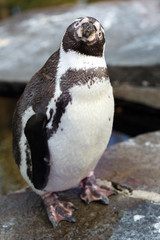 Naklejka premium Portrait of a penguin