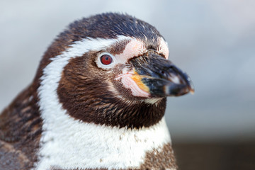 Portrait of a penguin