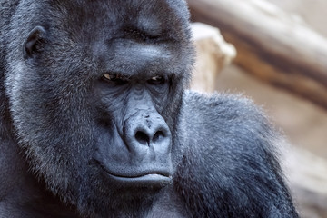 Portrait of an angry gorilla
