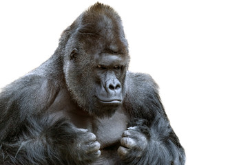 Portrait of a grumpy gorilla isolate - obrazy, fototapety, plakaty