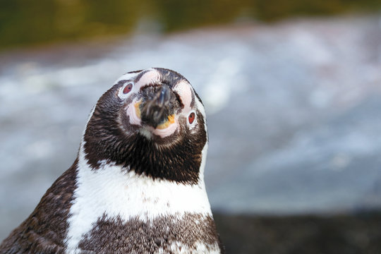 Portrait of a penguin