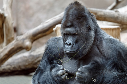 Portrait of an angry gorilla