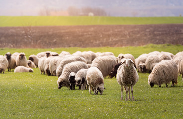 Obraz premium Herd of sheep on pasture - meadow in spring