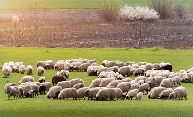 Obraz premium Herd of sheep on pasture - meadow in spring