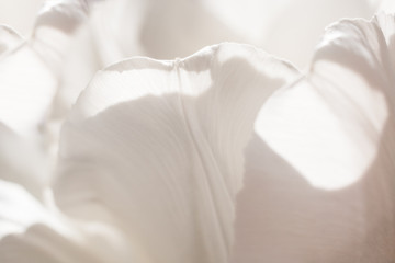 Macro abstract background of several sunlit white tulip petals with soft focus.