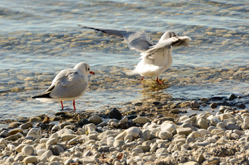 Seagulls clean up on a lake at a stone beach 11