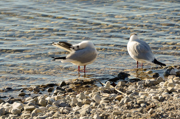 Seagulls clean up on a lake at a stone beach 16