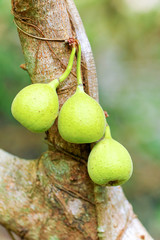 Green figs ripening on the tree in sunshine. Figs of Asia