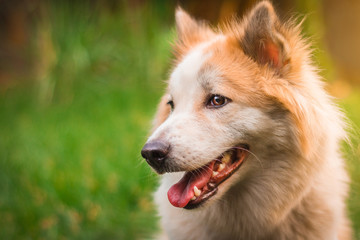 Beautiful dog in nature background. Portrait of siberian husky.