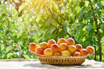 Wicker basket apricot on a green background. Daylight