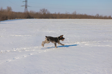 Naklejka na ściany i meble German hunting watchdog drahthaar, Beautiful dog portrait in winter