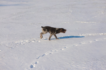 German hunting watchdog drahthaar, Beautiful dog portrait in winter