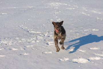 German hunting watchdog drahthaar, Beautiful dog portrait in winter