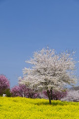 菜の花畑の桜。赤城南面千本桜。前橋　群馬　日本。４月初旬。