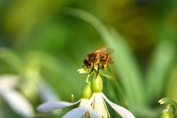 macro bees on spring snowdrop