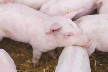 Pink pigs, Pigs on the farm, Piglets go eat	