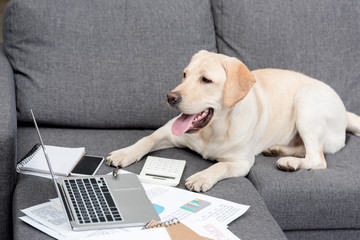 beautiful labrador dog lying on couch with documents and laptop
