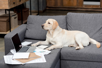 adorable labrador dog lying on couch with documents and laptop