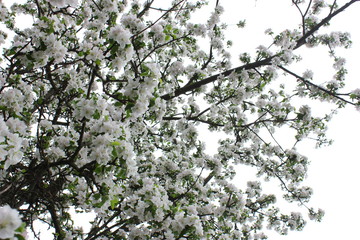 blossoming apple tree