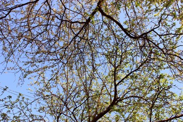 cherry plum