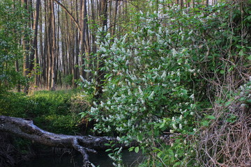 forest creek in May