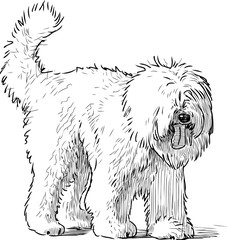 Sketch of a shaggy dog