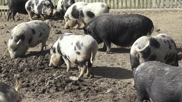 Piglet (Sus scrofa domestica) at an organic farm