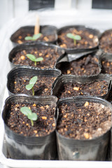 Germinating cucumber seed