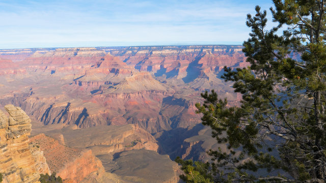 Grand Canyon In Sunny Day On Background Of Pine Tree