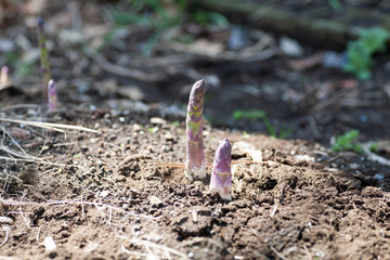 Growing asparagus