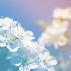 Spring blossoming garden, soft focus, toned. Flower spring background.