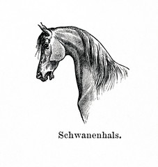Horse with swan neck (from Meyers Lexikon, 1896, 13/770/771)