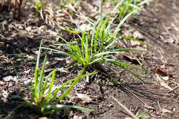 Growing Chinese chives