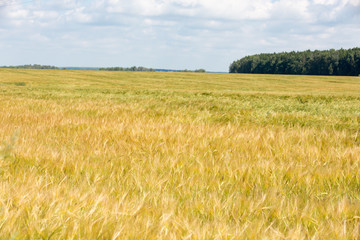 Rural landscape with a field of grain