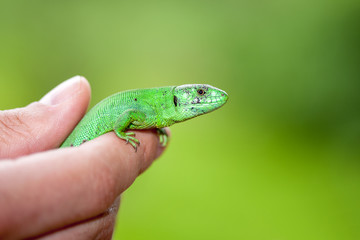 Green lizard in the hands of man