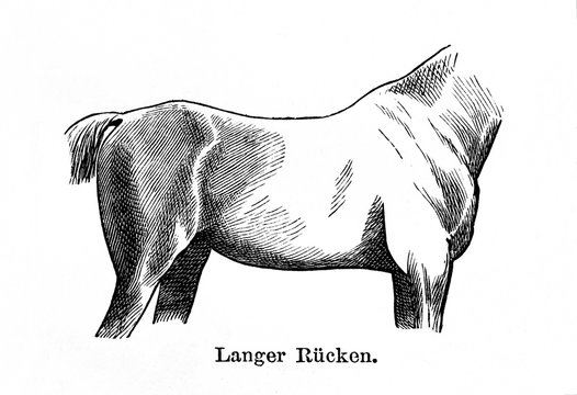Long back in horse (from Meyers Lexikon, 1896, 13/770/771)