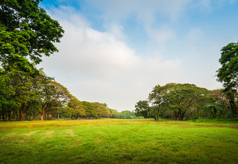Fototapeta na wymiar Green grass field with tree in Public Park