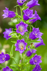 Harebell wildflowers - Campanula rotundifolia