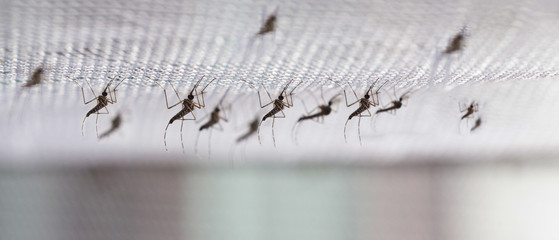 Aedes aegypti Mosquito. Close up a Mosquito