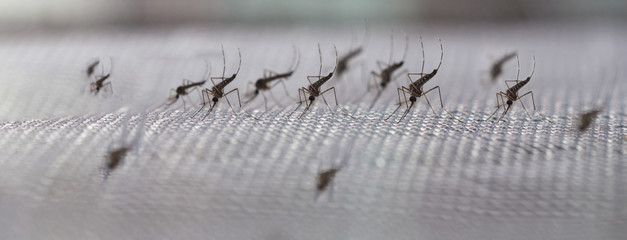 Aedes aegypti Mosquito. Close up a Mosquito
