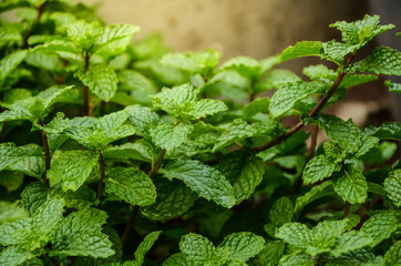 Mint leaves background leaf green plants with aromatic properties fresh ivy ground