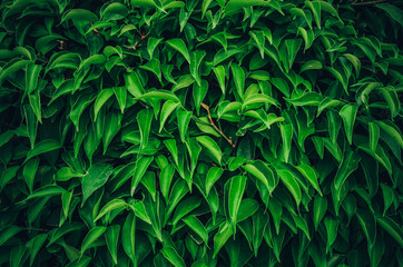 Naklejka na ściany i meble Fresh Dark green little more Small leaves background