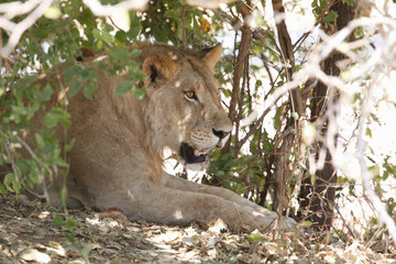 Obraz na płótnie Canvas Lion resting in the bush in Ruaha National Park, Tanzania