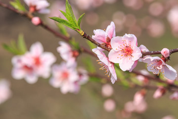 beautiful pink peach blossoms in spring season