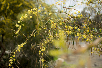Blossom spring flowers