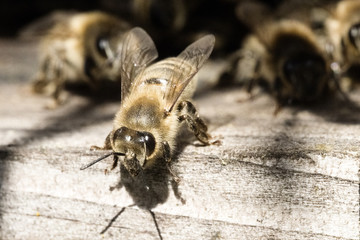 Honigbiene am Eingang des Bienenstocks