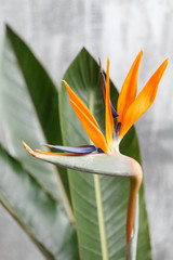 Obraz premium Still life with an orange flower of Strelitzia Reginae - bird of paradise. Vintage grey background. Orange color bud and green leaves. Vertical photo