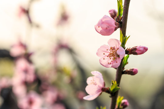beautiful pink peach blossoms in spring season